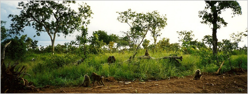 Baboons In Mole National Park